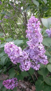 Lovely lilacs at our place. Photo by BlackLion.