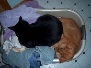 Laundry Basket Cats