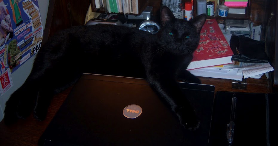 Merlin desk cat