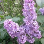 Starcat’s Favorites: Lilac Season